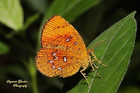 Callidula Moth, Callidula sakuni sakuni (family Callidulidae)  Callidula sakuni,Geotagged,Indonesia,Winter