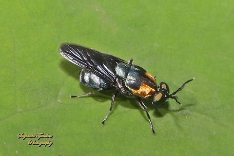 Soldier fly, Ptilocera quadridentata (Stratiomyidae)  Geotagged,Indonesia,Ptilocera quadridentata,Winter