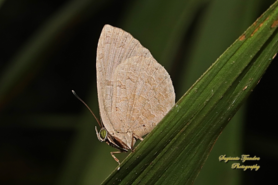 Round-band Brownie, Miletus gopara gopara, family Lycaenidae  Geotagged,Indonesia,Miletus gopara,Winter