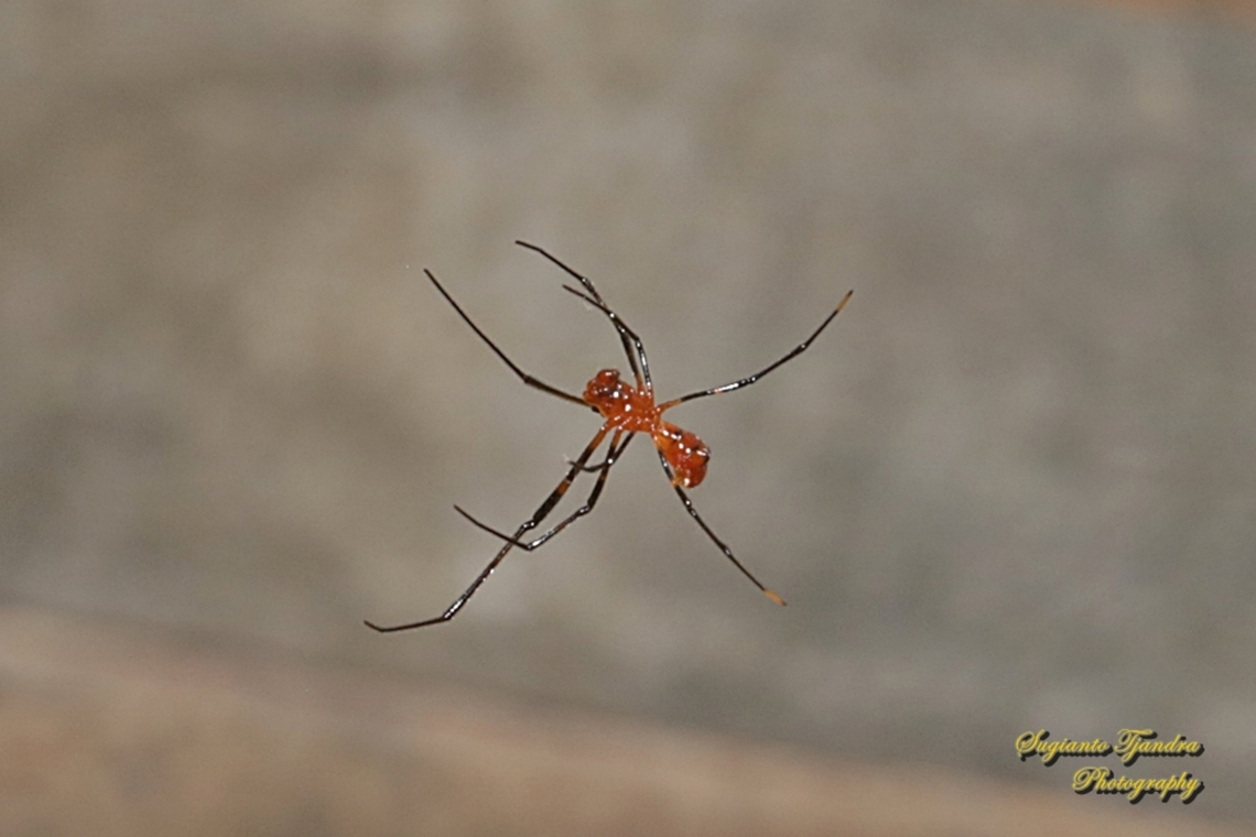 The red and silver dewdrop spider, Argyrodes flavescens - male  Argyrodes flavescens,Geotagged,Indonesia,Red and Silver Dewdrop Spider,Winter