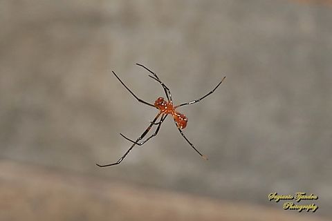 The red and silver dewdrop spider, Argyrodes flavescens - male  Argyrodes flavescens,Geotagged,Indonesia,Red and Silver Dewdrop Spider,Winter