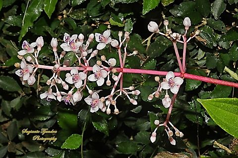 Medinilla speciosa, family Melastomataceae  Geotagged,Indonesia,Medinilla speciosa,Winter