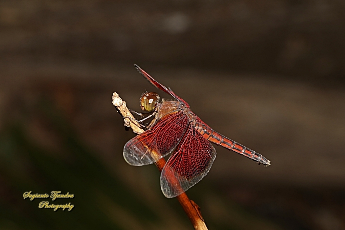 Red Percher Dragonfly (Neurothemis ramburii) - male  Geotagged,Indonesia,Neurothemis ramburii,Winter