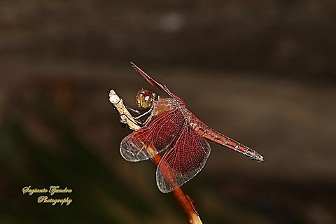Red Percher Dragonfly (Neurothemis ramburii) - male  Geotagged,Indonesia,Neurothemis ramburii,Winter