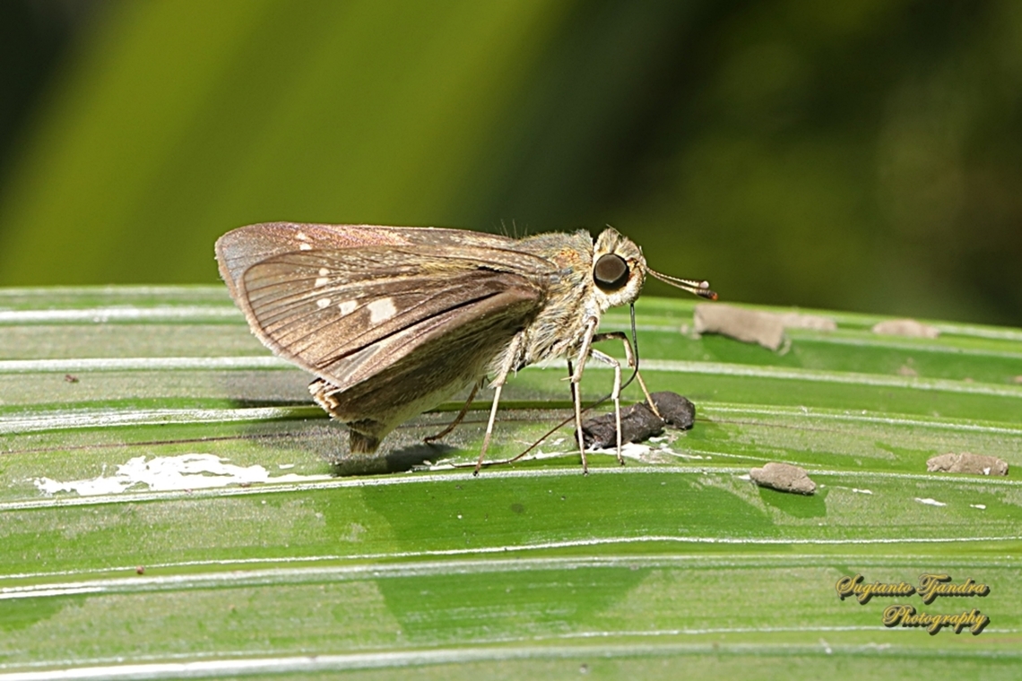 Skipper Butterfly, branded swift (Pelopidas Sp.)  Geotagged,Indonesia,Winter