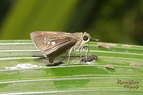 Skipper Butterfly, branded swift (Pelopidas Sp.)  Geotagged,Indonesia,Winter