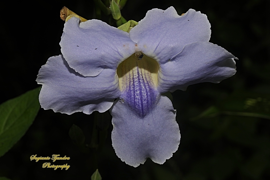 Blue sky flowers, Thunbergia grandiflora  Bengal clockvine,Geotagged,Indonesia,Thunbergia grandiflora,Winter