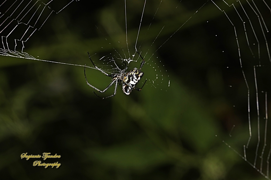 The pear-shaped leucauge Spider, Opadometa fastigata, family  Geotagged,Indonesia,Leucauge fastigata,Pear-shaped Opadometa,Winter
