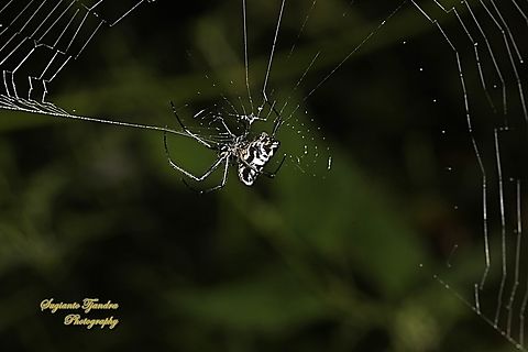 The pear-shaped leucauge Spider, Opadometa fastigata, family  Geotagged,Indonesia,Leucauge fastigata,Pear-shaped Opadometa,Winter