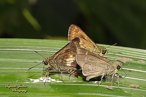 Skippers "getting together" Front left: Halpe porus Front right: Pelopidas Sp Rear: Halpe sikkima  Geotagged,Indonesia,Winter