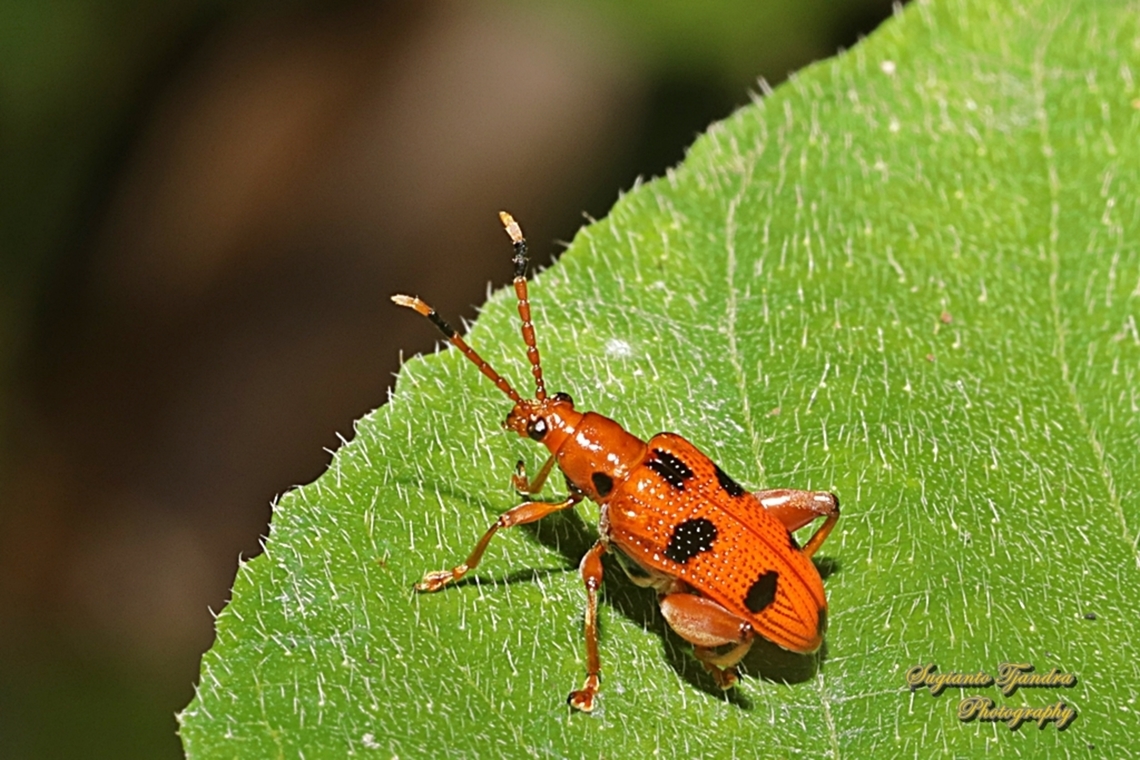 Black spotted leaf beetle, Lema quadripunctata, Subfamily Criocerinae, family Chrysomelidae  Geotagged,Indonesia,Lema quadripunctata,Shining Leaf Beetle,Winter