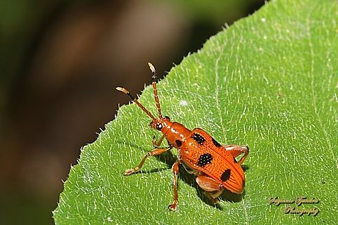 Black spotted leaf beetle, Lema quadripunctata, Subfamily Criocerinae, family Chrysomelidae  Geotagged,Indonesia,Lema quadripunctata,Shining Leaf Beetle,Winter