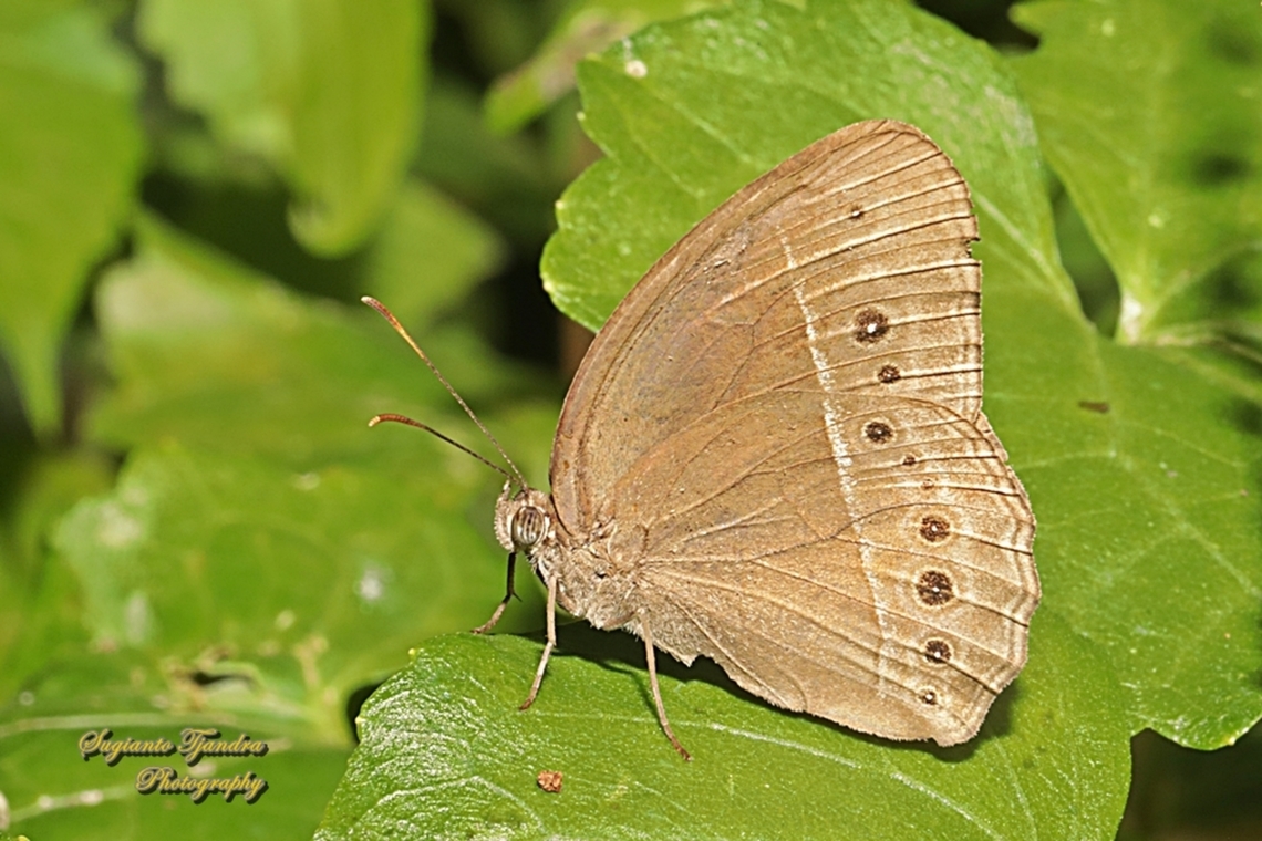Horsfield's bush brown butterfly, Mycalesis horsfieldi, family Nymphalidae  Geotagged,Horsfield's Bushbrown,Indonesia,Mycalesis horsfieldi,Winter