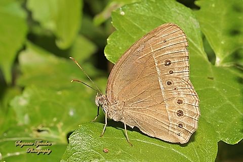 Horsfield's bush brown butterfly, Mycalesis horsfieldi, family Nymphalidae  Geotagged,Horsfield's Bushbrown,Indonesia,Mycalesis horsfieldi,Winter