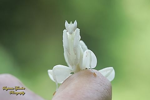 White Orchid mantis, Hymenopus coronatus, family Hymenopodidae  Geotagged,Hymenopus coronatus,Indonesia,Malaysian Orchid Mantis,Winter