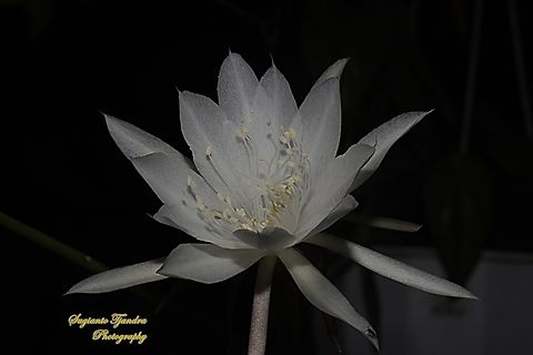 Wijaya Kusuma flower  (Queen of the night), Epiphyllum oxypetalum  Dutchman's pipe cactus,Epiphyllum oxypetalum,Geotagged,Indonesia,Winter