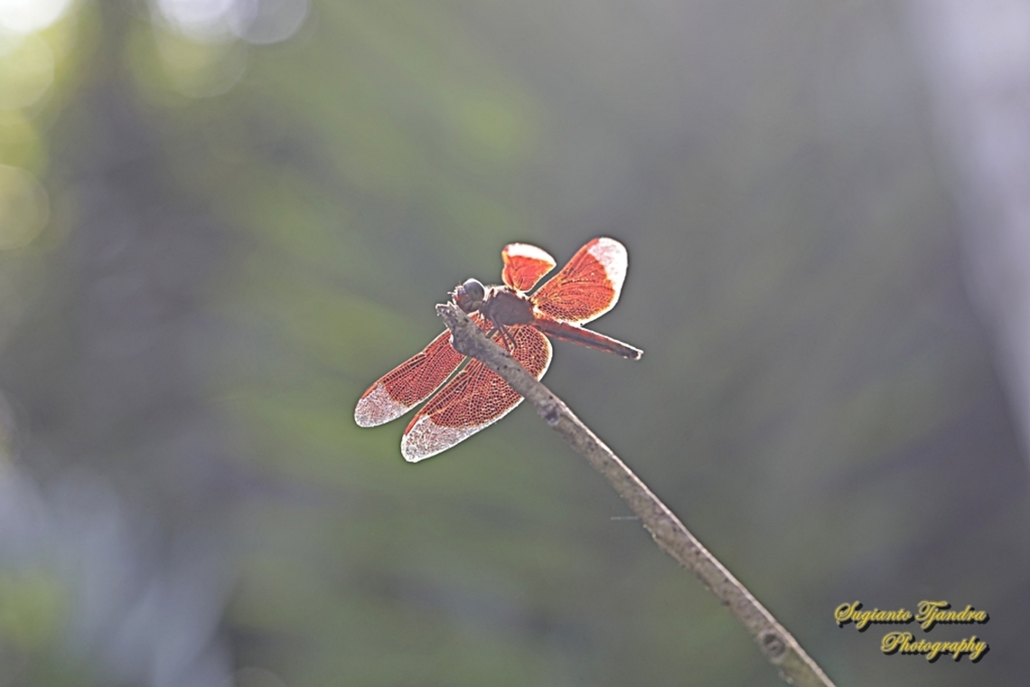 Red Percher Dragonfly (Neurothemis ramburii) - male  Geotagged,Indonesia,Neurothemis ramburii,Winter