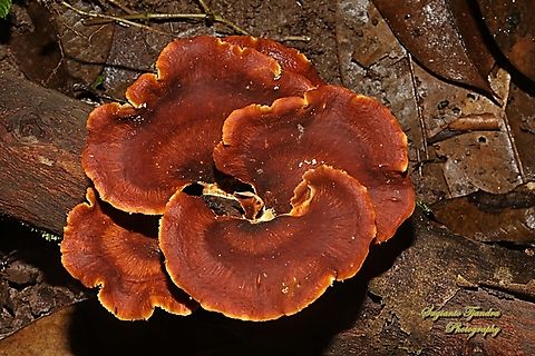 Black-footed polypore, Picipes badius, family Polyporaceae  Black-footed polypore,Geotagged,Indonesia,Picipes badius,Winter