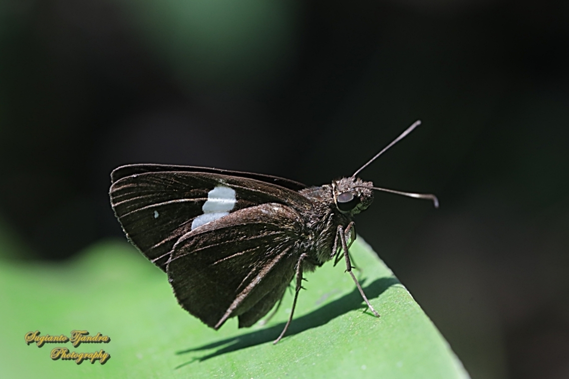 Skipper Butterfly, Common Banded Demon, Notocrypta paralysos  Common banded demon,Geotagged,Indonesia,Notocrypta paralysos,Winter