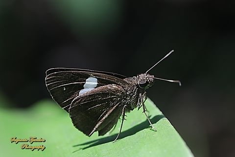 Skipper Butterfly, Common Banded Demon, Notocrypta paralysos  Common banded demon,Geotagged,Indonesia,Notocrypta paralysos,Winter