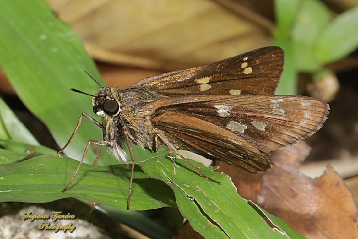 Skipper butterfly, the banded straw ace, Pithauria marsena  Banded Straw Ace,Geotagged,Indonesia,Pithauria marsena,Winter