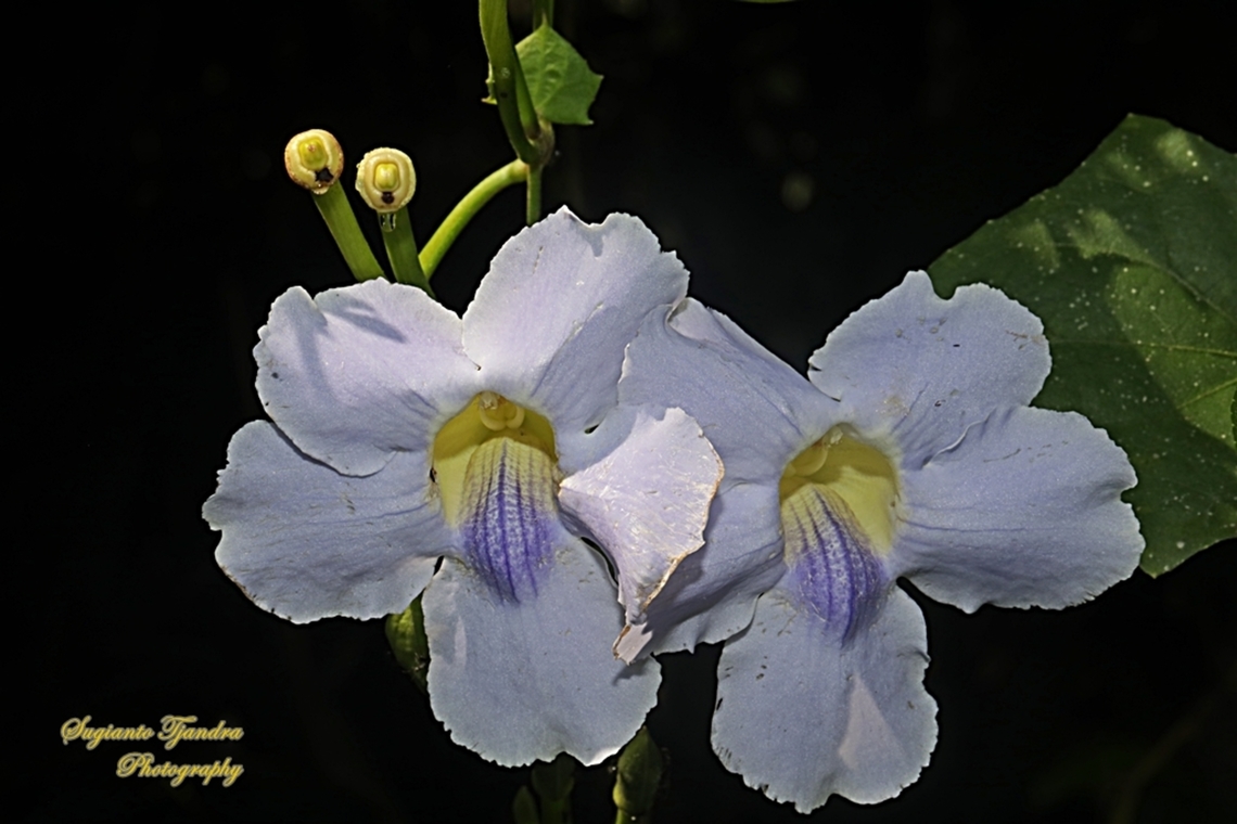 Blue sky flowers, Thunbergia grandiflora  Bengal clockvine,Geotagged,Indonesia,Thunbergia grandiflora,Winter