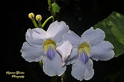 Blue sky flowers, Thunbergia grandiflora  Bengal clockvine,Geotagged,Indonesia,Thunbergia grandiflora,Winter