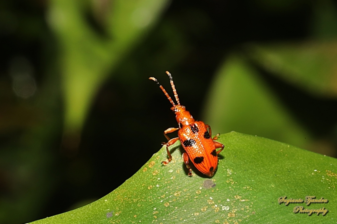 Black spotted leaf beetle, Lema quadripunctata, Subfamily Criocerinae, family Chrysomelidae  Geotagged,Indonesia,Lema quadripunctata,Shining Leaf Beetle,Winter
