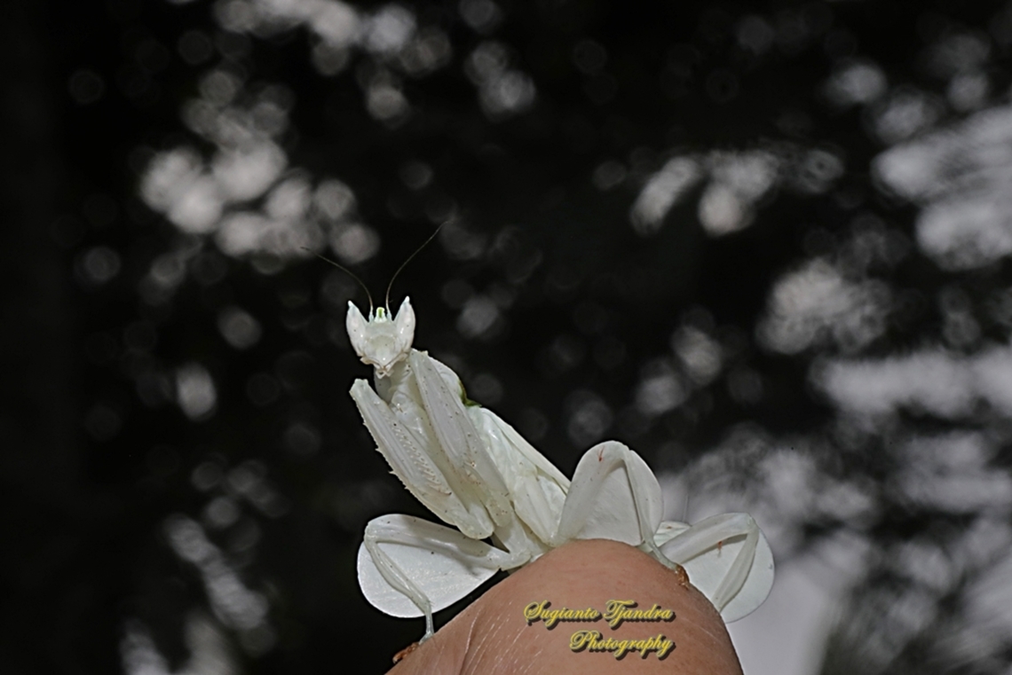 White Orchid mantis, Hymenopus coronatus, family Hymenopodidae  Geotagged,Hymenopus coronatus,Indonesia,Malaysian Orchid Mantis,Winter