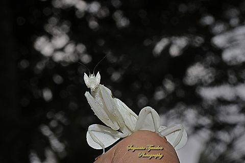 White Orchid mantis, Hymenopus coronatus, family Hymenopodidae  Geotagged,Hymenopus coronatus,Indonesia,Malaysian Orchid Mantis,Winter
