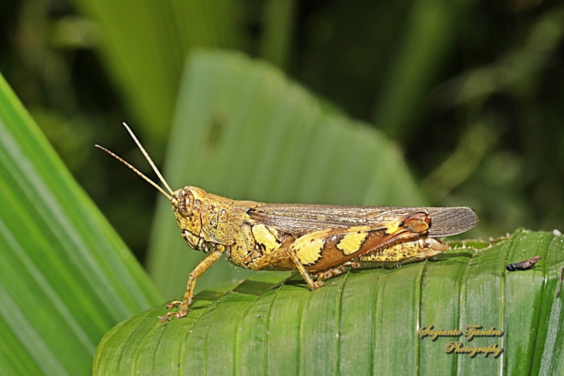 Rufous-legged Grasshopper, Xenocatantops humilis, family Acrididae  Geotagged,Indonesia,Winter,Xenocatantops humilis