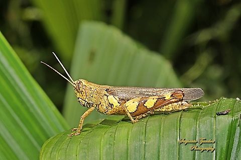 Rufous-legged Grasshopper, Xenocatantops humilis, family Acrididae  Geotagged,Indonesia,Winter,Xenocatantops humilis