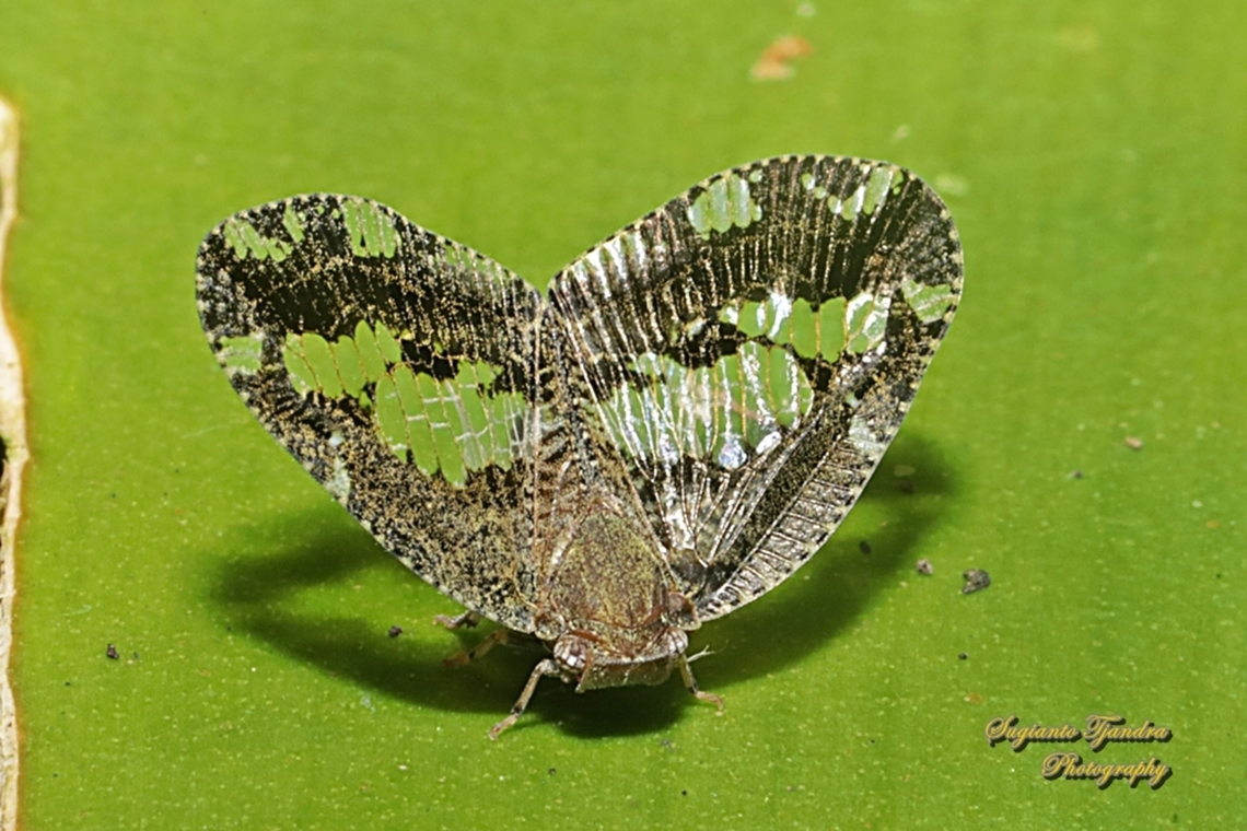 Ricaniid Planthopper, Ricania speculum, Ricaniidae  Geotagged,Indonesia,Winter