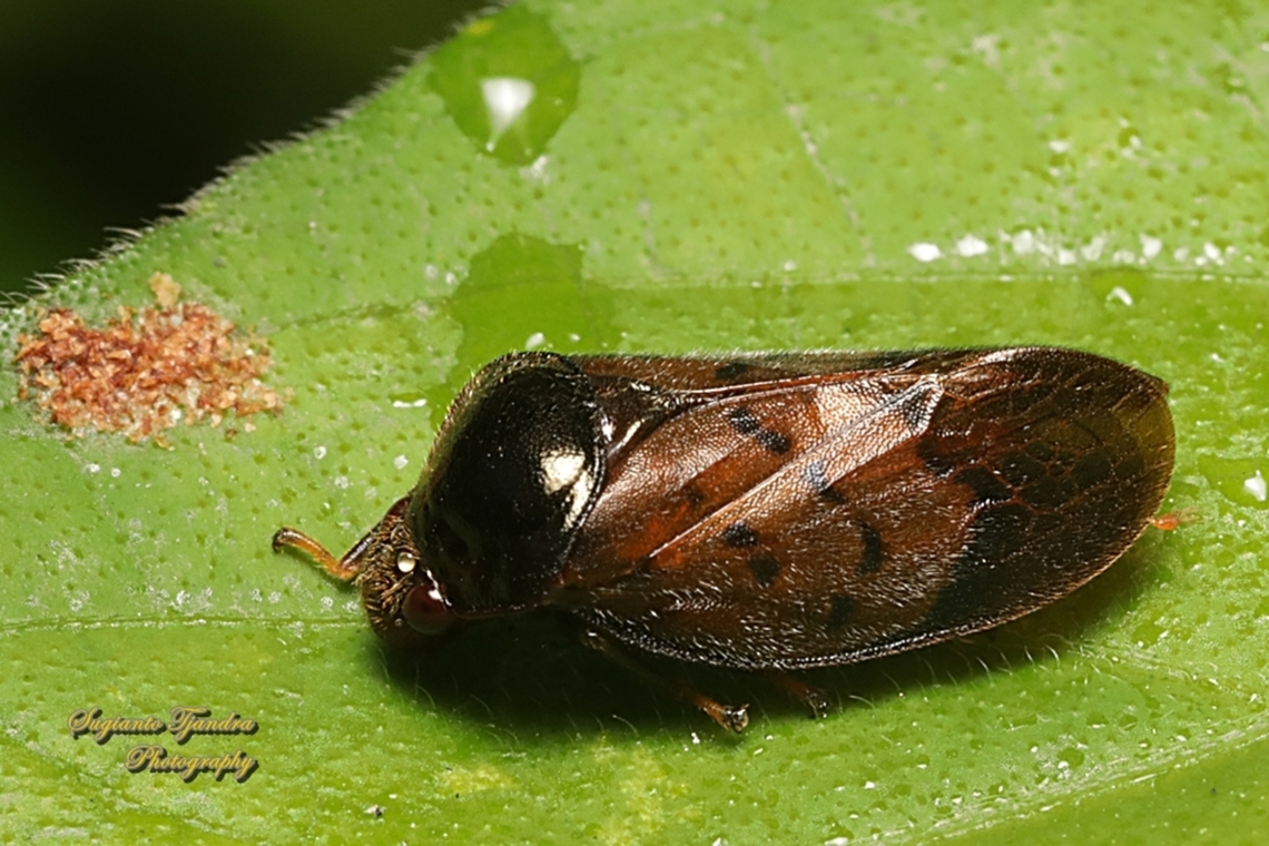 Brown Froghopper, Leptataspis scabra (family Cercopidae)  Geotagged,Indonesia,Leptataspis scabra,Winter