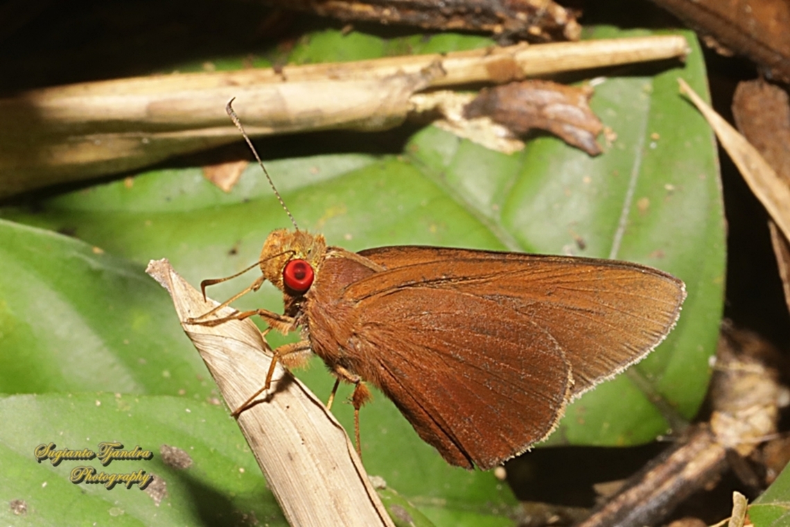 Skipper Butterfly, the common redeye (Matapa Aria)  Common Redeye,Geotagged,Indonesia,Matapa aria,Winter