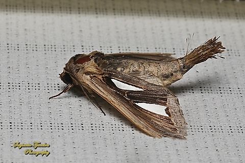 Moth, Tarsolepis sommeri, family Notodontidae  Geotagged,Indonesia,Tarsolepis sommeri,Winter