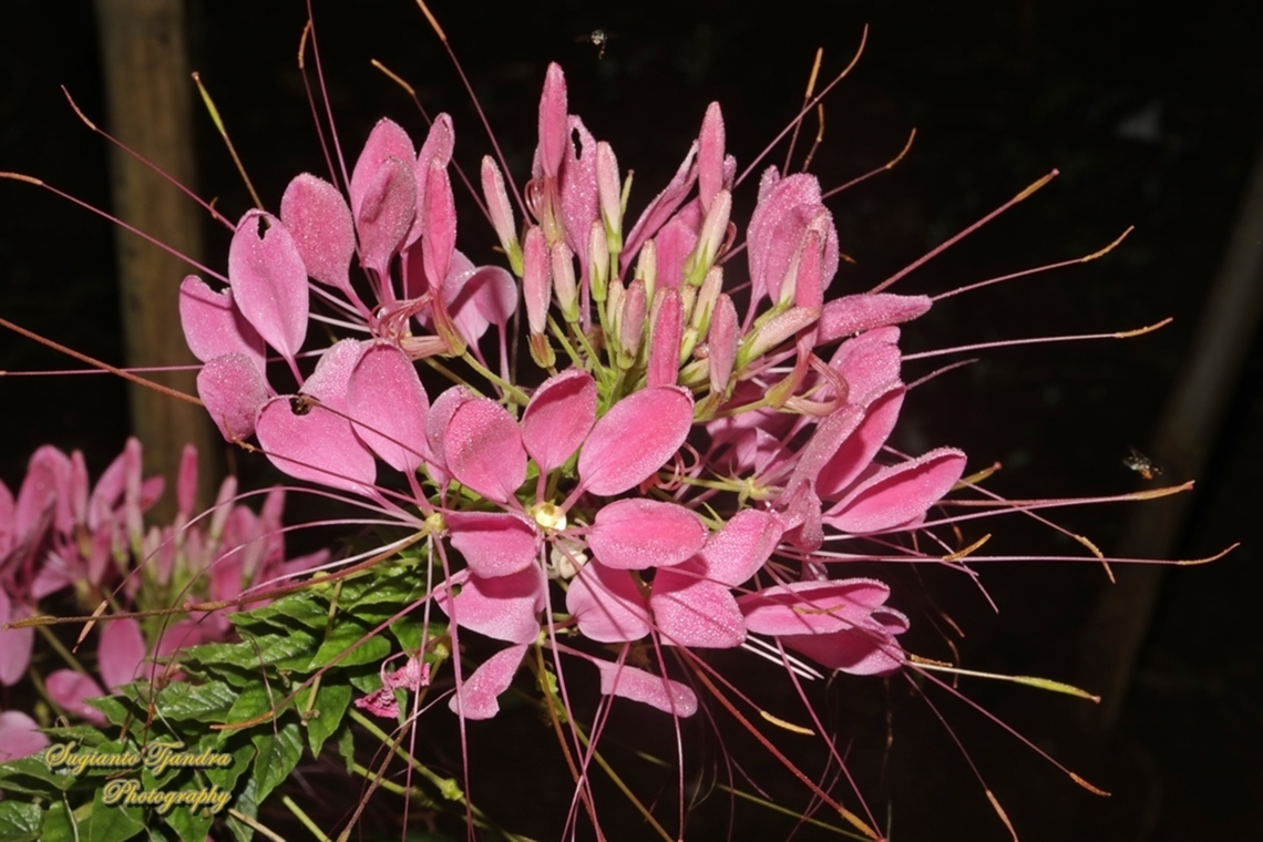 Spider flowers, Cleome hassleriana  Cleome hassleriana,Geotagged,Indonesia,Spider Flower,Winter