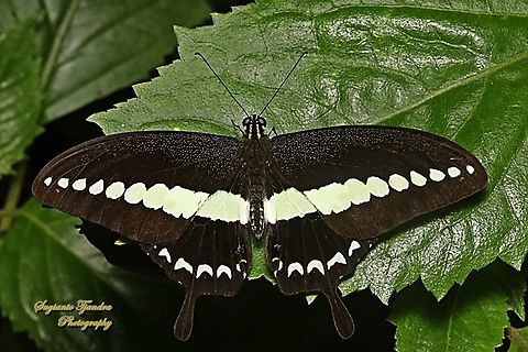 The banded swallowtail butterfly, Papilio demolion demolion  Banded Swallowtail,Geotagged,Indonesia,Papilio demolion,Winter