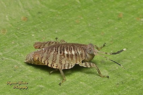 Squid Pygmy Grasshopper nymph, Phaesticus mellerborgi. family Tetrigidae  Geotagged,Indonesia,Phaesticus mellerborgi,Winter