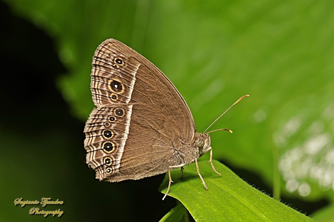 Dark-branded Bushbrown Butterfly (Mycalesis mineus)  Dark-branded bushbrown,Geotagged,Indonesia,Mycalesis mineus,Winter