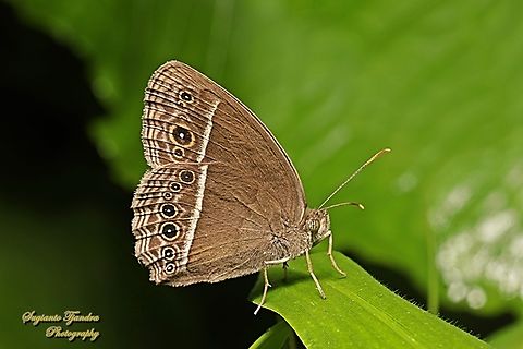 Dark-branded Bushbrown Butterfly (Mycalesis mineus)  Dark-branded bushbrown,Geotagged,Indonesia,Mycalesis mineus,Winter