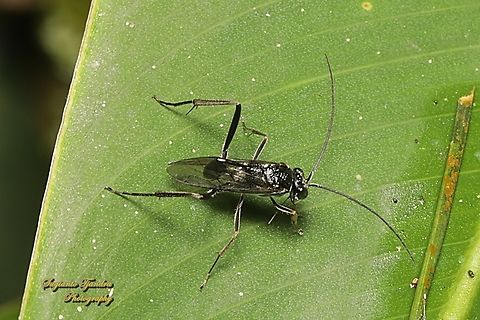 Cockroach Egg Parasitoid Wasp, Evania appendigaster, family Evaniidae  Blue-eyed Ensign Wasp,Evania appendigaster,Geotagged,Indonesia,Winter