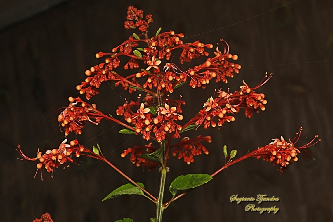 Bunga Pagoda/ Pagoda flower, Clerodendrum paniculatum  Clerodendrum paniculatum,Geotagged,Indonesia,Pagoda Flower,Winter
