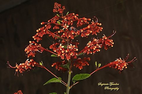 Bunga Pagoda/ Pagoda flower, Clerodendrum paniculatum  Clerodendrum paniculatum,Geotagged,Indonesia,Pagoda Flower,Winter