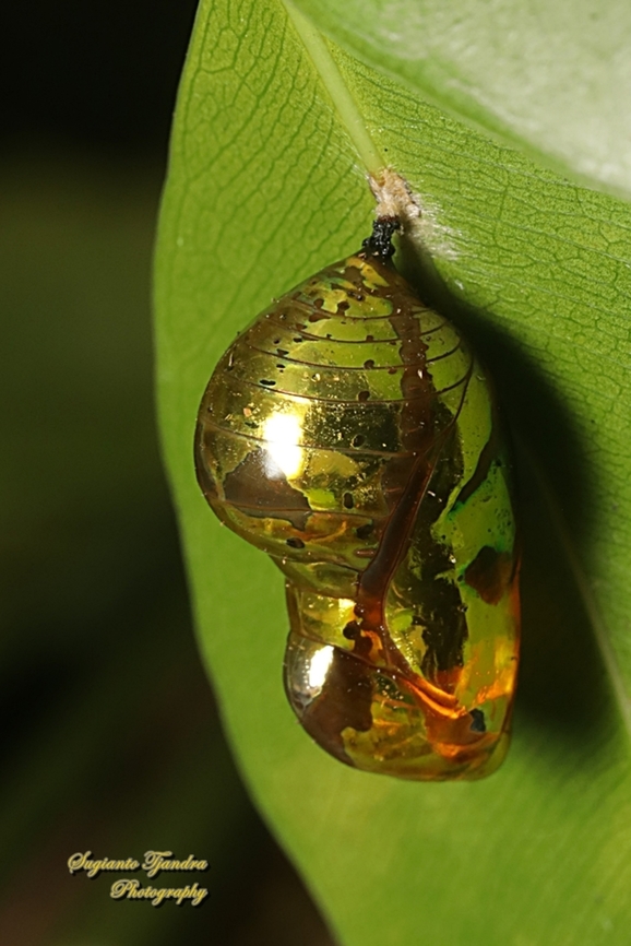 Shiny pupa of possibly common crow butterfly, Euploea core  Geotagged,Indonesia,Winter