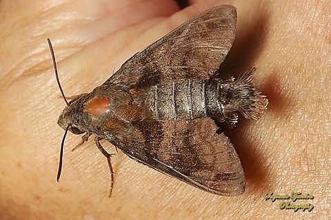 Hawk moth, Macroglossum corythus, family Sphingidae  Geotagged,Indonesia,Macroglossum corythus,Winter