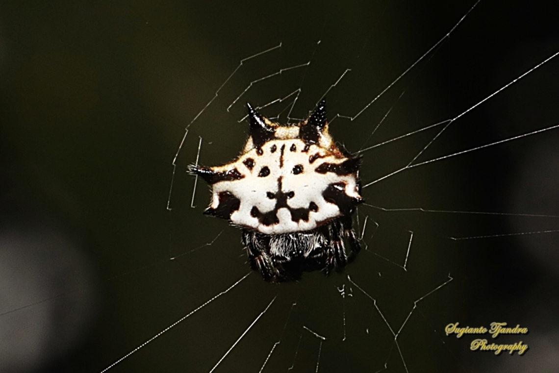 Black-and-white Spiny Spider, Gasteracantha kuhli  Gasteracantha kuhli,Geotagged,Indonesia,Winter