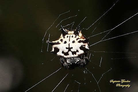 Black-and-white Spiny Spider, Gasteracantha kuhli  Gasteracantha kuhli,Geotagged,Indonesia,Winter