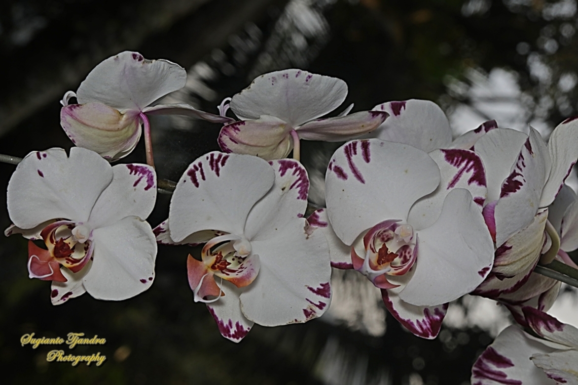 Orchid flower, Phaleonopsis (Orchidaceae)  Geotagged,Indonesia,Winter