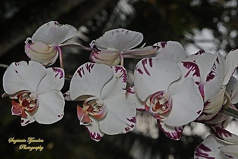 Orchid flower, Phaleonopsis (Orchidaceae)  Geotagged,Indonesia,Winter